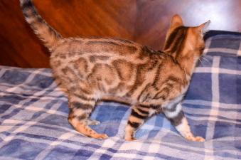 Available Bengalglitz Bengal Kittens in Ohio